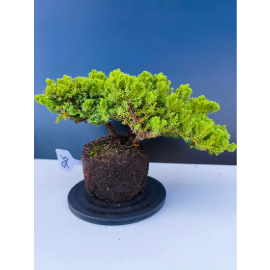 Żywe Drzewko Bonsai Jałowiec Rozesłany Procumbens 11-letni +GRATIS 545
