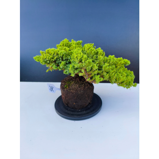 Żywe Drzewko Bonsai Jałowiec Rozesłany Procumbens 11-letni +GRATIS 545