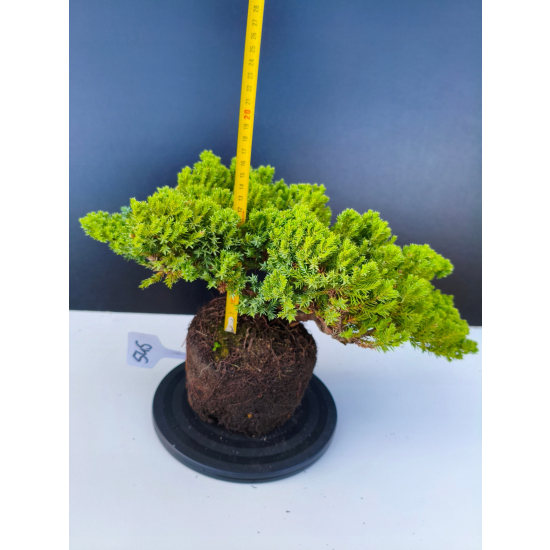 Żywe Drzewko Bonsai Jałowiec Rozesłany Procumbens 11-letni +GRATIS 545