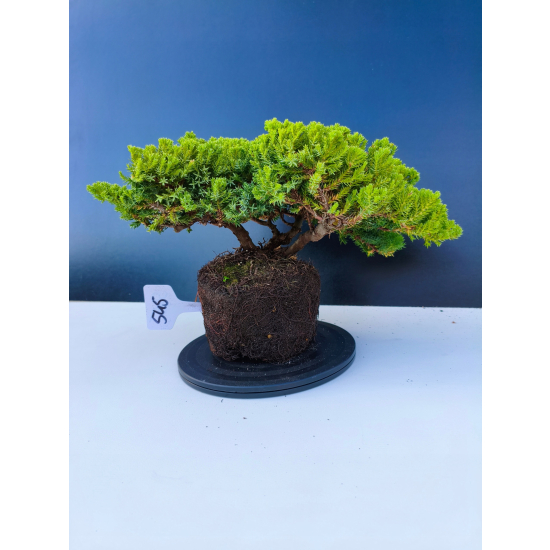 Żywe Drzewko Bonsai Jałowiec Rozesłany Procumbens 11-letni +GRATIS 545