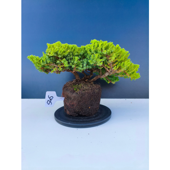 Żywe Drzewko Bonsai Jałowiec Rozesłany Procumbens 11-letni +GRATIS 545