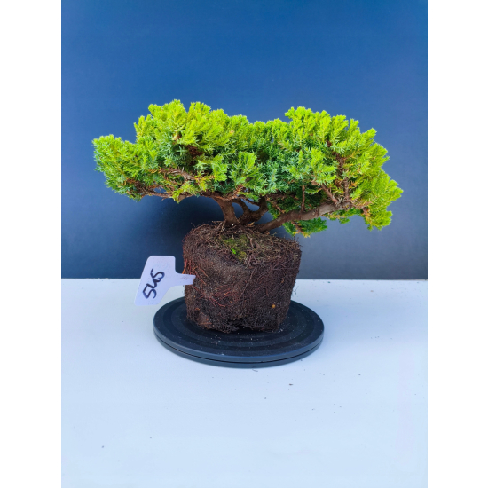 Żywe Drzewko Bonsai Jałowiec Rozesłany Procumbens 11-letni +GRATIS 545