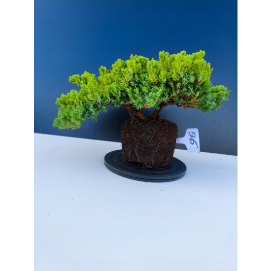 Żywe Drzewko Bonsai Jałowiec Rozesłany Procumbens 11-letni +GRATIS 545