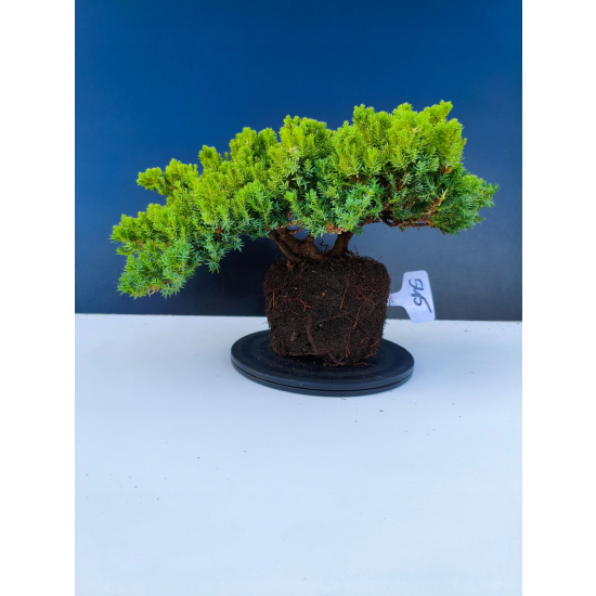 Żywe Drzewko Bonsai Jałowiec Rozesłany Procumbens 11-letni +GRATIS 545