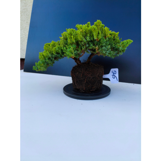 Żywe Drzewko Bonsai Jałowiec Rozesłany Procumbens 11-letni +GRATIS 545