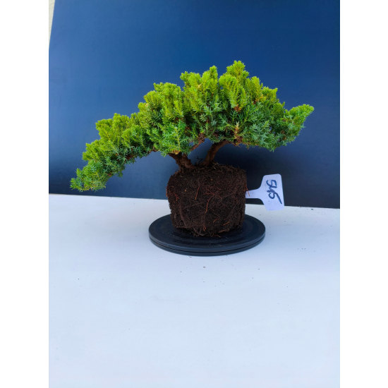 Żywe Drzewko Bonsai Jałowiec Rozesłany Procumbens 11-letni +GRATIS 545