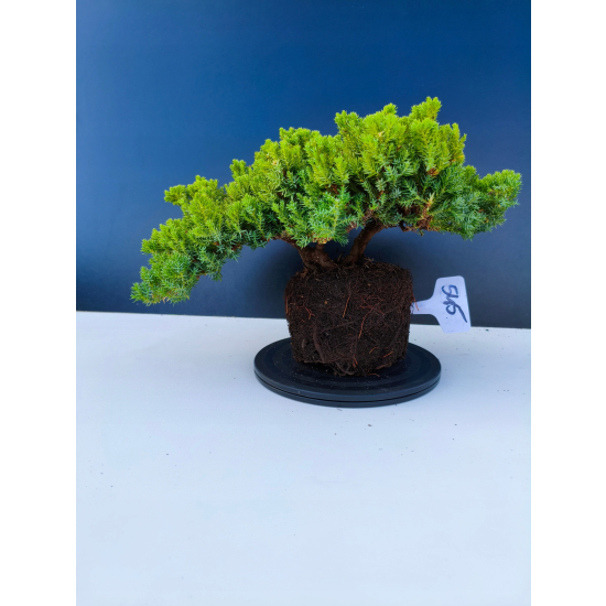 Żywe Drzewko Bonsai Jałowiec Rozesłany Procumbens 11-letni +GRATIS 545
