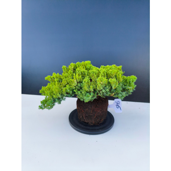 Żywe Drzewko Bonsai Jałowiec Rozesłany Procumbens 11-letni +GRATIS 545