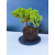 Żywe Drzewko Bonsai Jałowiec Rozesłany Procumbens 11-letni +GRATIS 544