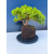 Żywe Drzewko Bonsai Jałowiec Rozesłany Procumbens 11-letni +GRATIS 544