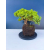 Żywe Drzewko Bonsai Jałowiec Rozesłany Procumbens 11-letni +GRATIS 544