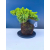 Żywe Drzewko Bonsai Jałowiec Rozesłany Procumbens 11-letni +GRATIS 544