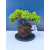 Żywe Drzewko Bonsai Jałowiec Rozesłany Procumbens 11-letni +GRATIS 544