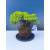 Żywe Drzewko Bonsai Jałowiec Rozesłany Procumbens 11-letni +GRATIS 544