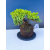 Żywe Drzewko Bonsai Jałowiec Rozesłany Procumbens 11-letni +GRATIS 544