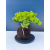 Żywe Drzewko Bonsai Jałowiec Rozesłany Procumbens 11-letni +GRATIS 544