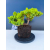 Żywe Drzewko Bonsai Jałowiec Rozesłany Procumbens 11-letni +GRATIS 544