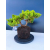 Żywe Drzewko Bonsai Jałowiec Rozesłany Procumbens 11-letni +GRATIS 544