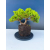 Żywe Drzewko Bonsai Jałowiec Rozesłany Procumbens 11-letni +GRATIS 544
