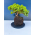 Żywe Drzewko Bonsai Jałowiec Rozesłany Procumbens 11-letni +GRATIS 544