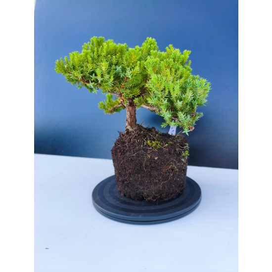 Żywe Drzewko Bonsai Jałowiec Rozesłany Procumbens 11-letni +GRATIS 544