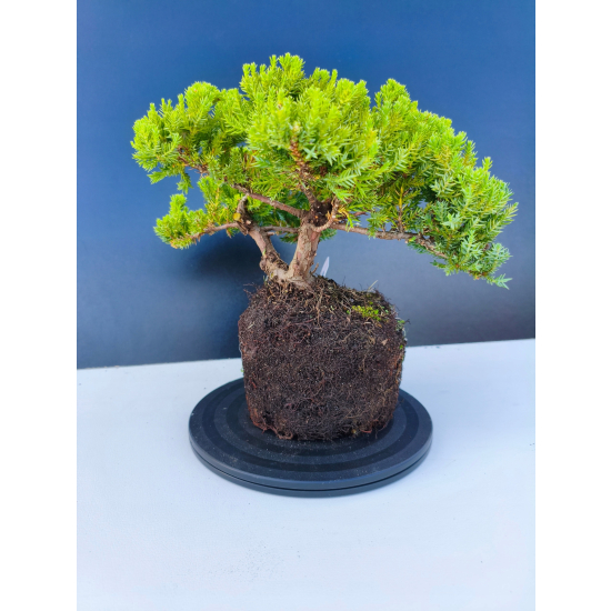 Żywe Drzewko Bonsai Jałowiec Rozesłany Procumbens 11-letni +GRATIS 544