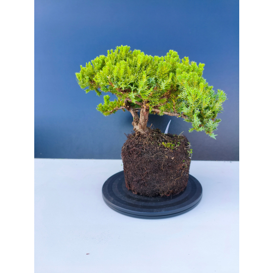 Żywe Drzewko Bonsai Jałowiec Rozesłany Procumbens 11-letni +GRATIS 544