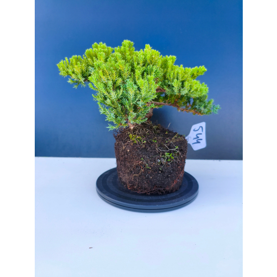 Żywe Drzewko Bonsai Jałowiec Rozesłany Procumbens 11-letni +GRATIS 544