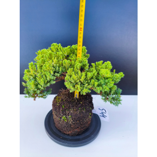 Żywe Drzewko Bonsai Jałowiec Rozesłany Procumbens 11-letni +GRATIS 544