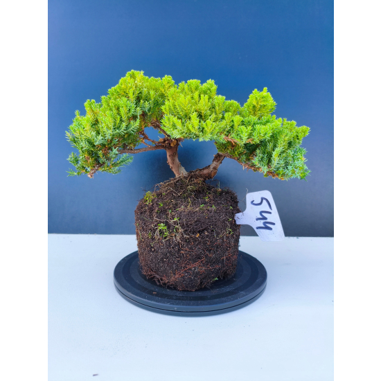 Żywe Drzewko Bonsai Jałowiec Rozesłany Procumbens 11-letni +GRATIS 544