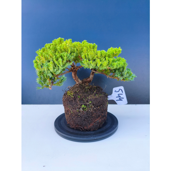Żywe Drzewko Bonsai Jałowiec Rozesłany Procumbens 11-letni +GRATIS 544