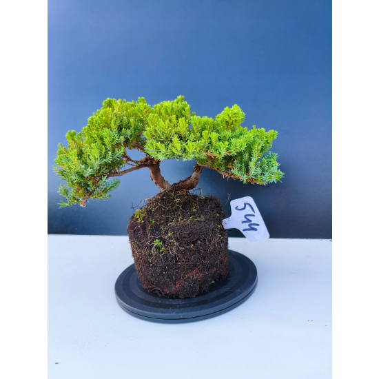 Żywe Drzewko Bonsai Jałowiec Rozesłany Procumbens 11-letni +GRATIS 544
