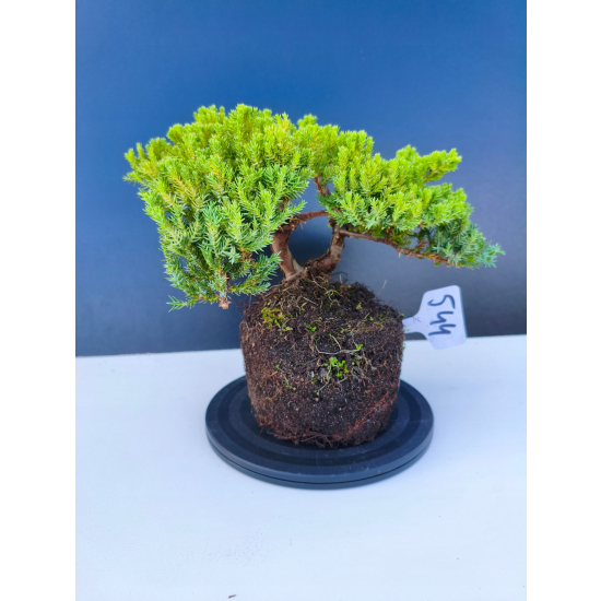 Żywe Drzewko Bonsai Jałowiec Rozesłany Procumbens 11-letni +GRATIS 544
