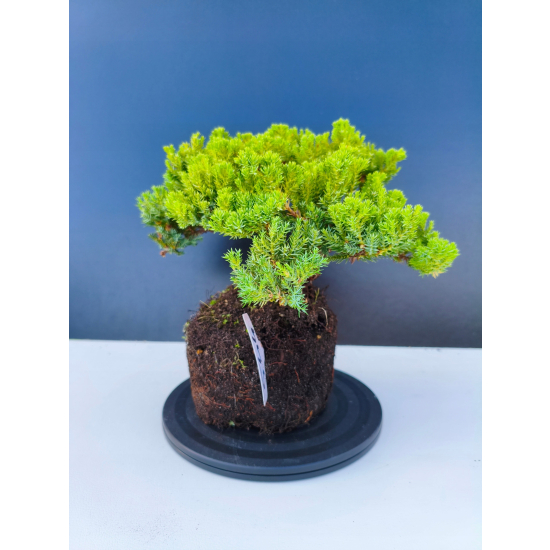 Żywe Drzewko Bonsai Jałowiec Rozesłany Procumbens 11-letni +GRATIS 544