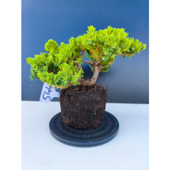 Żywe Drzewko Bonsai Jałowiec Rozesłany Procumbens 11-letni +GRATIS 544