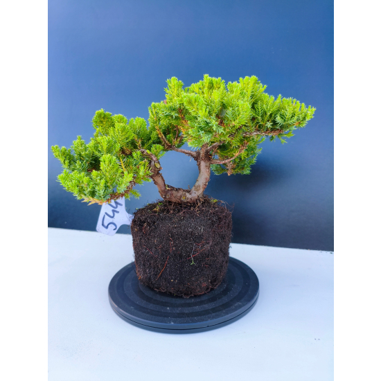 Żywe Drzewko Bonsai Jałowiec Rozesłany Procumbens 11-letni +GRATIS 544