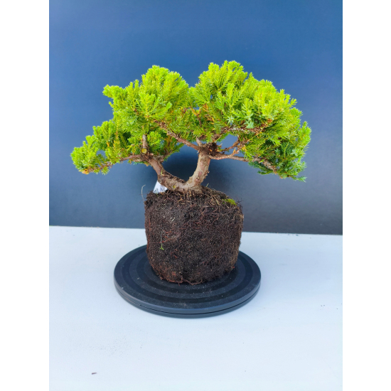 Żywe Drzewko Bonsai Jałowiec Rozesłany Procumbens 11-letni +GRATIS 544