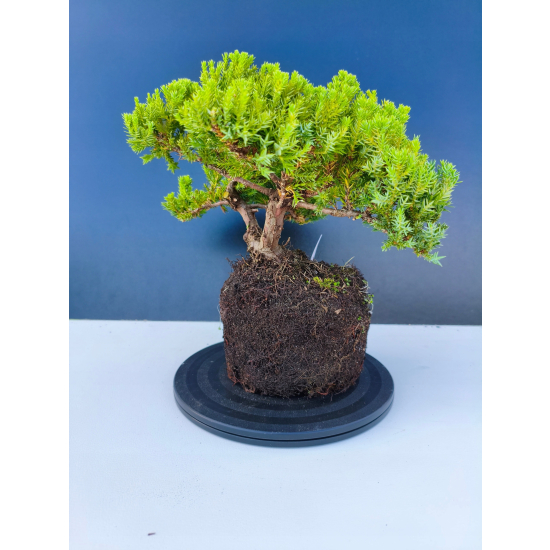 Żywe Drzewko Bonsai Jałowiec Rozesłany Procumbens 11-letni +GRATIS 544