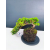 Żywe Drzewko Bonsai Jałowiec Rozesłany Procumbens 11-letni +GRATIS 546