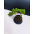 Żywe Drzewko Bonsai Jałowiec Rozesłany Procumbens 11-letni +GRATIS 546