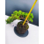 Żywe Drzewko Bonsai Jałowiec Rozesłany Procumbens 11-letni +GRATIS 546