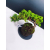 Żywe Drzewko Bonsai Jałowiec Rozesłany Procumbens 11-letni +GRATIS 546