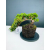 Żywe Drzewko Bonsai Jałowiec Rozesłany Procumbens 11-letni +GRATIS 546