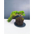 Żywe Drzewko Bonsai Jałowiec Rozesłany Procumbens 11-letni +GRATIS 546