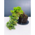 Żywe Drzewko Bonsai Jałowiec Rozesłany Procumbens 11-letni +GRATIS 546