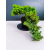 Żywe Drzewko Bonsai Jałowiec Rozesłany Procumbens 11-letni +GRATIS 546