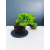 Żywe Drzewko Bonsai Jałowiec Rozesłany Procumbens 11-letni +GRATIS 546