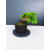 Żywe Drzewko Bonsai Jałowiec Rozesłany Procumbens 11-letni +GRATIS 546
