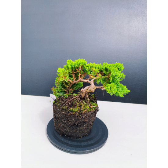 Żywe Drzewko Bonsai Jałowiec Rozesłany Procumbens 11-letni +GRATIS 546