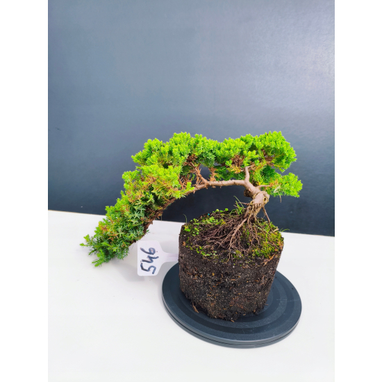 Żywe Drzewko Bonsai Jałowiec Rozesłany Procumbens 11-letni +GRATIS 546